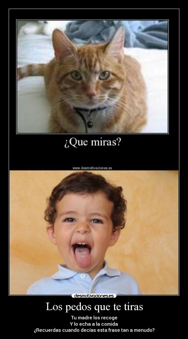 carteles nino pequeno gato desmotivaciones