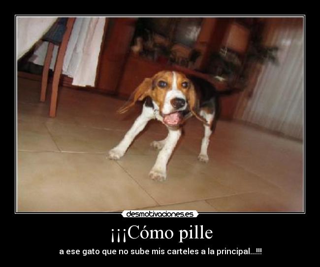 ¡¡¡Cómo pille - a ese gato que no sube mis carteles a la principal...!!!