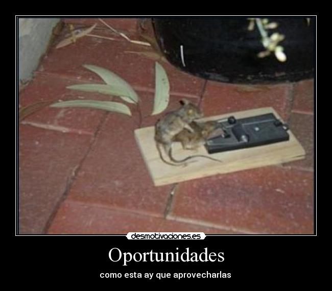 Oportunidades - 