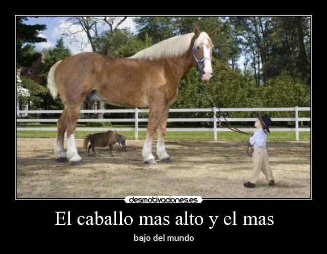 El caballo mas alto y el mas -