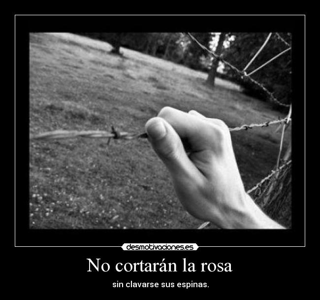 No cortarán la rosa - sin clavarse sus espinas.