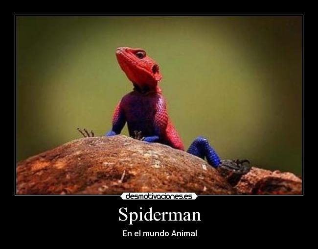 carteles spiderman animal desmotivaciones