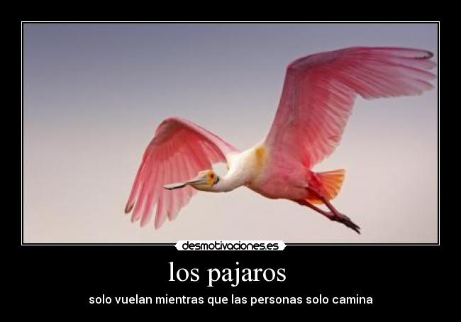 los pajaros  - solo vuelan mientras que las personas solo camina