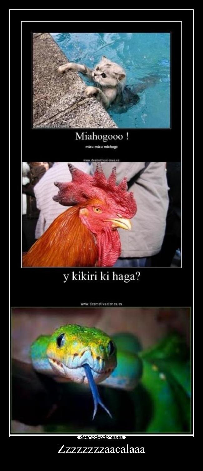 carteles gato ahogado desmotivaciones