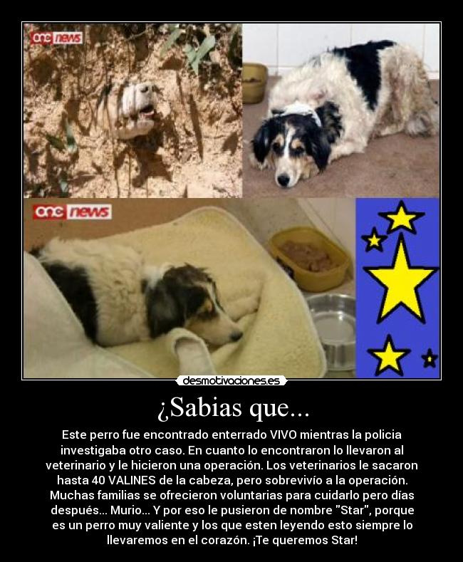 ¿Sabias que... - 