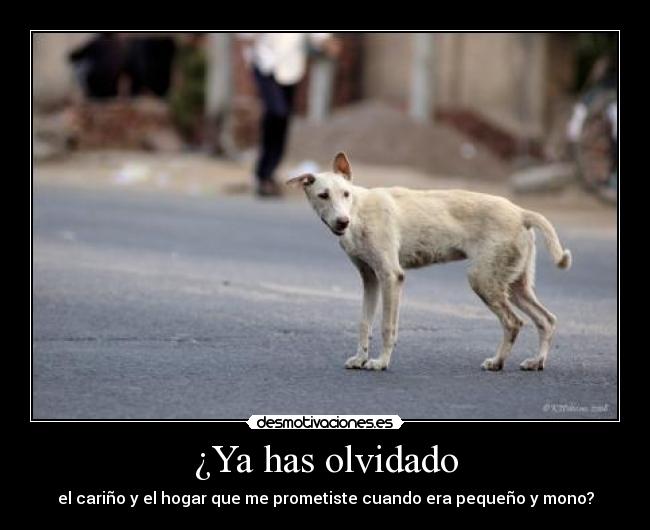 carteles perro abandonado carino hogar triste desmotivaciones