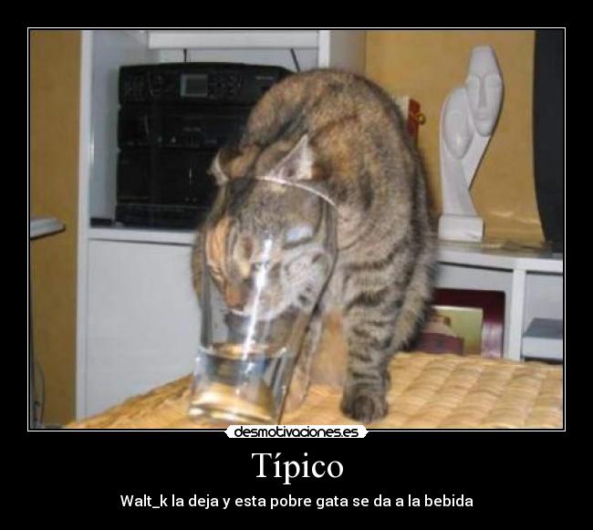Típico - Walt_k la deja y esta pobre gata se da a la bebida