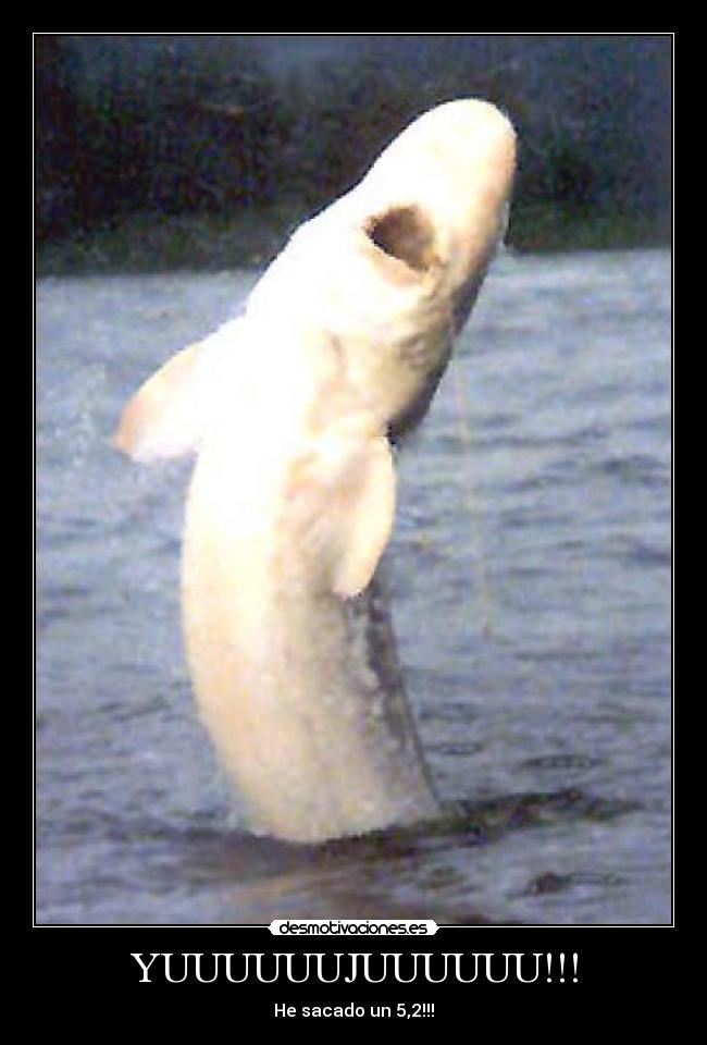 YUUUUUUJUUUUUU!!! - He sacado un 5,2!!!