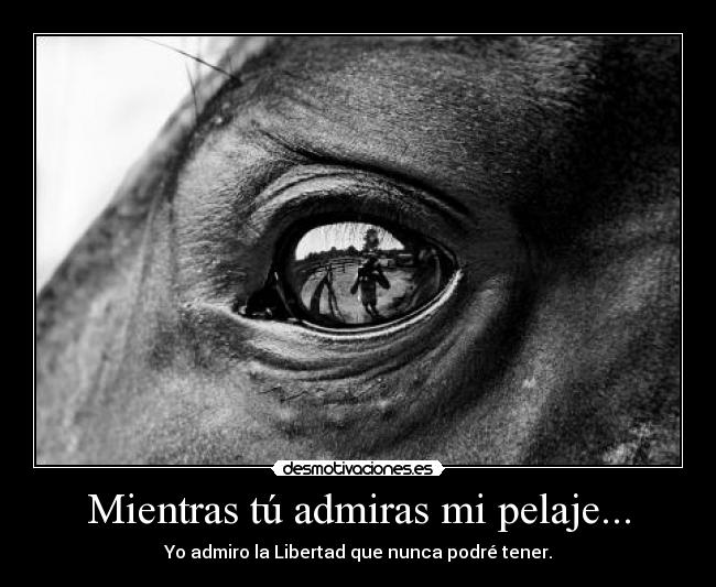 Mientras tú admiras mi pelaje... - Yo admiro la Libertad que nunca podré tener.