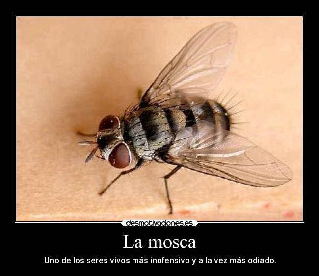 La mosca - Uno de los seres vivos más inofensivo y a la vez más odiado.