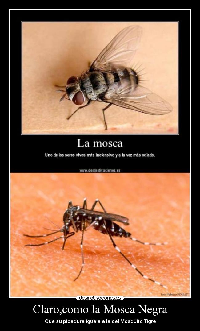 carteles mosca desmotivaciones