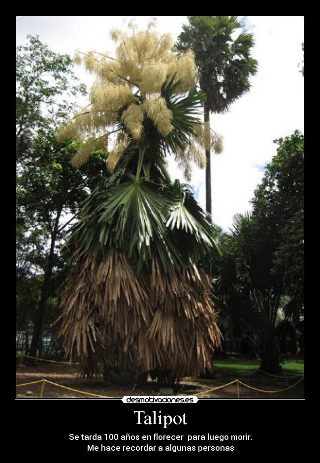 Talipot - Se tarda 100 años en florecer para luego morir.
Me hace recordar a algunas personas