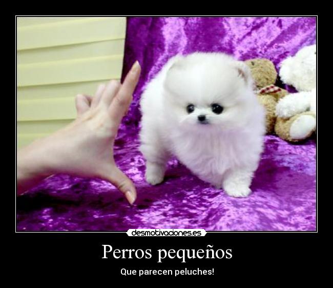 Perros pequeños -