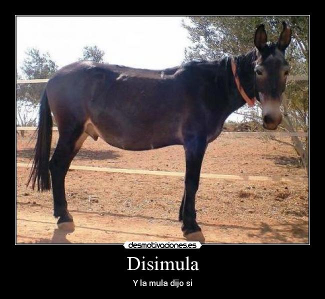 Disimula - Y la mula dijo si