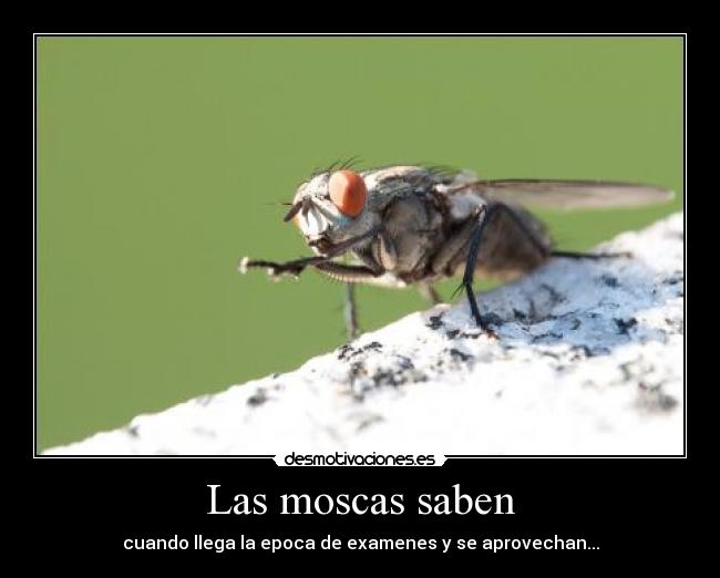 Las moscas saben - cuando llega la epoca de examenes y se aprovechan...