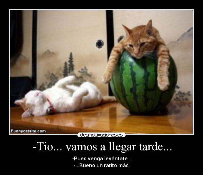 carteles gatos desmotivaciones