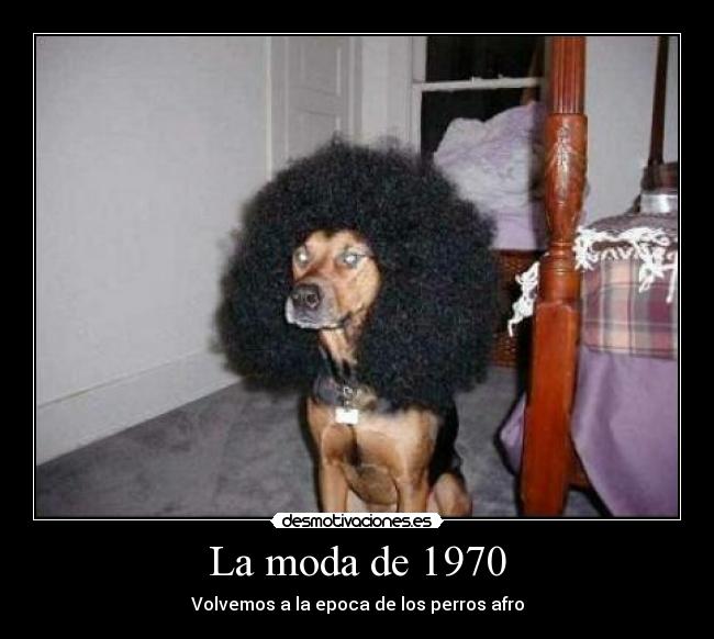 La moda de 1970 - Volvemos a la epoca de los perros afro