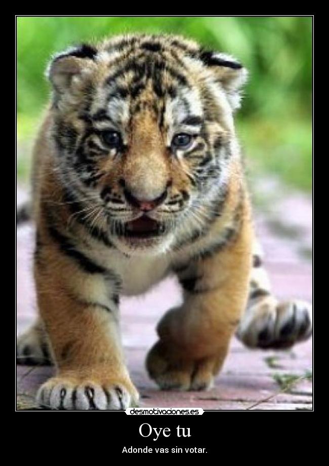 carteles gato desmotivaciones