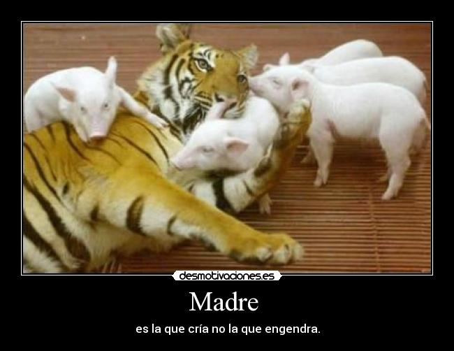 Madre  - es la que cría no la que engendra.