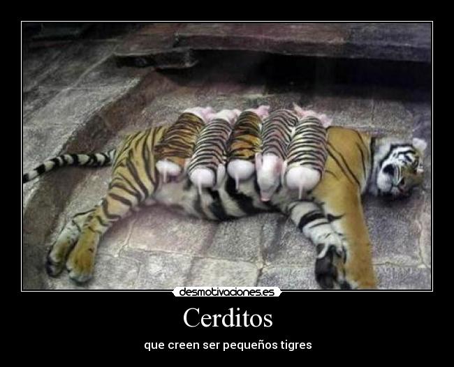 Cerditos - que creen ser pequeños tigres