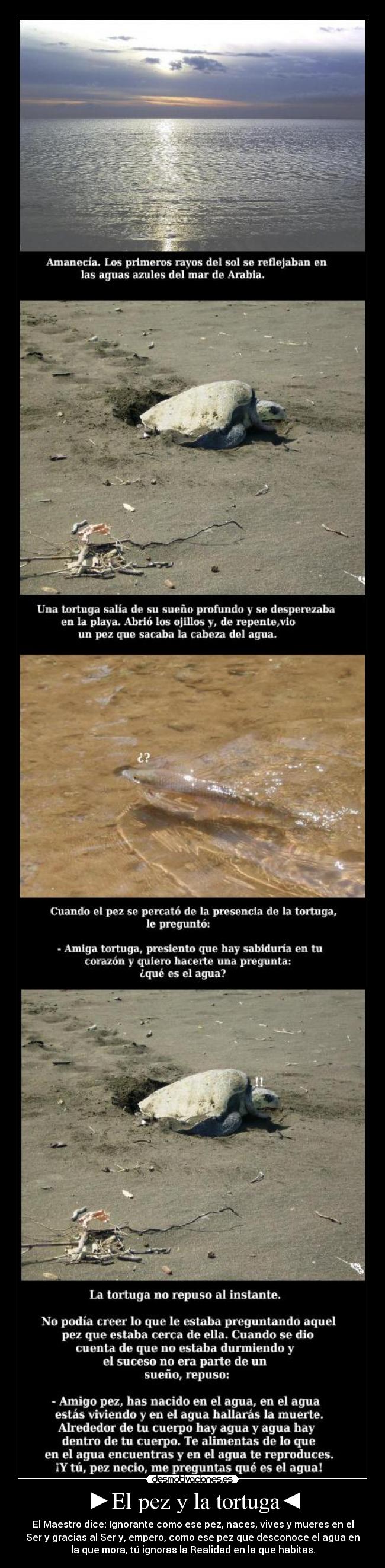 carteles pez tortugaconcienciaconscienciavivirrealidadpensarhacerfilosofarcuento desmotivaciones