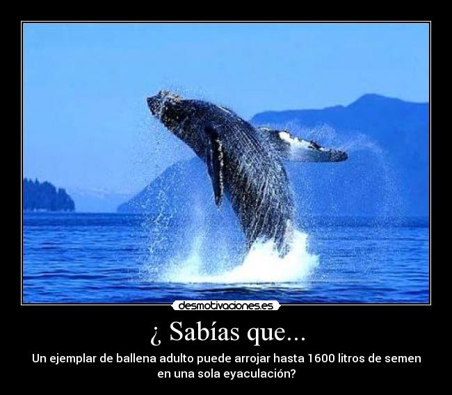 ¿ Sabías que... - Un ejemplar de ballena adulto puede arrojar hasta 1600 litros de semen
en una sola eyaculación?