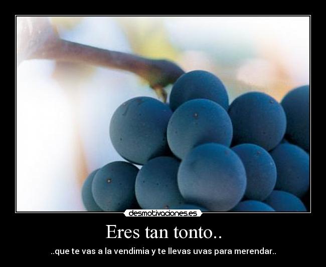 Eres tan tonto.. - ..que te vas a la vendimia y te llevas uvas para merendar..