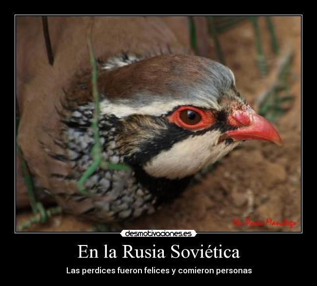 En la Rusia Soviética - Las perdices fueron felices y comieron personas