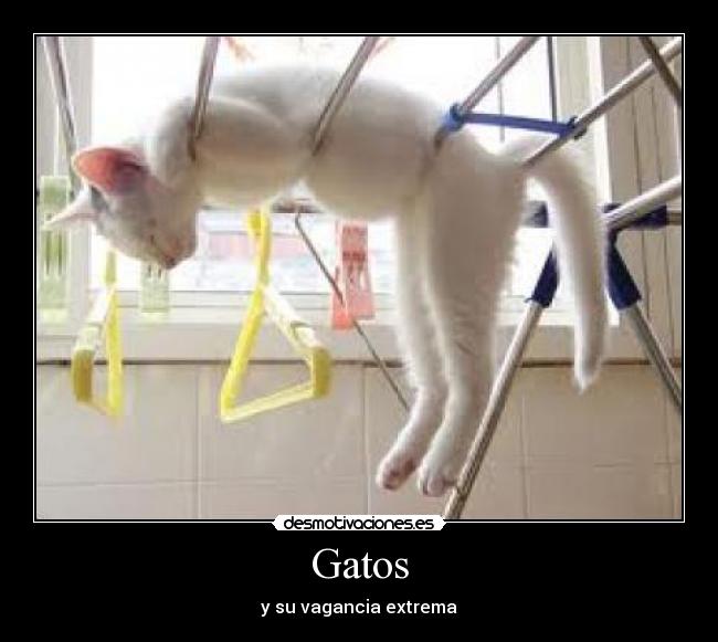 Gatos - 