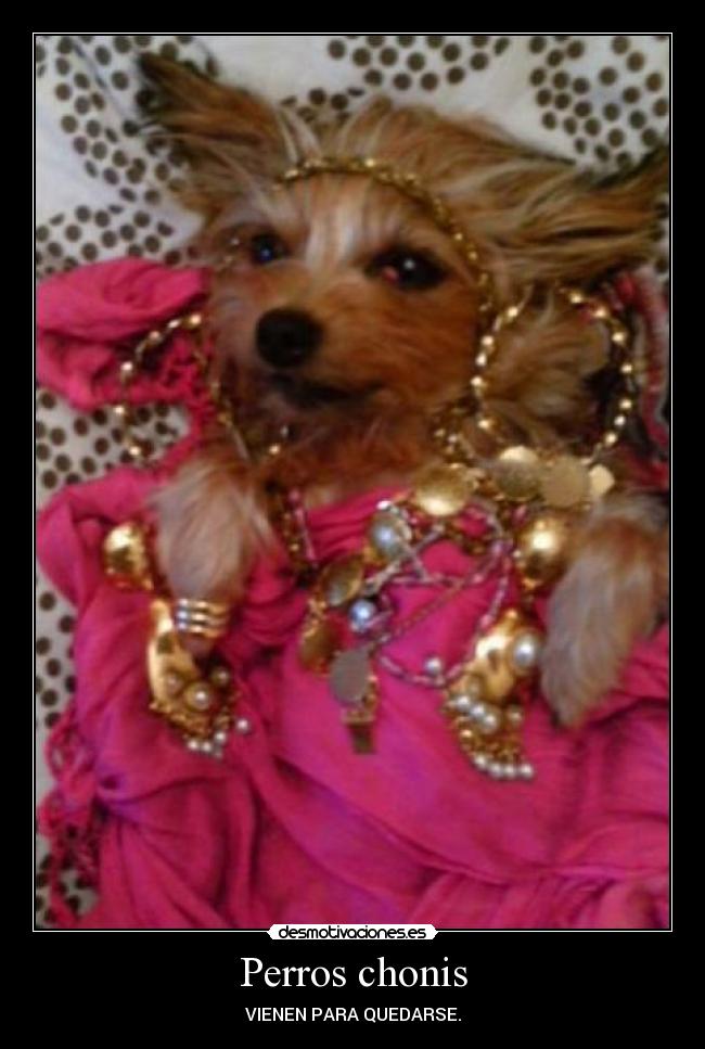 Perros chonis - VIENEN PARA QUEDARSE.