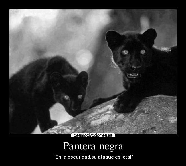 Pantera negra - 