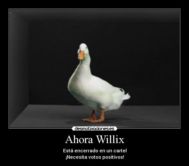 Ahora Willix -