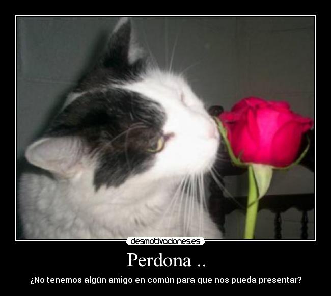 Perdona .. - ¿No tenemos algún amigo en común para que nos pueda presentar?