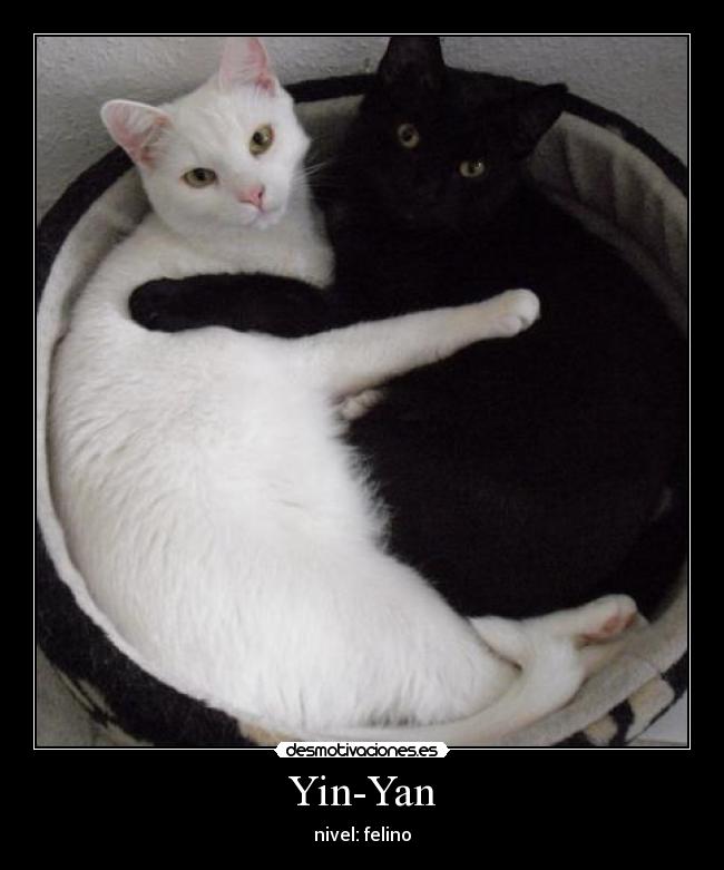 Yin-Yan - nivel: felino