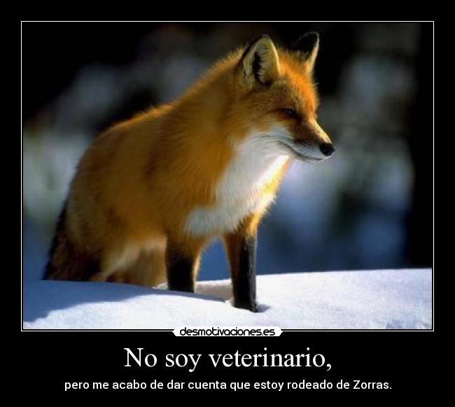 No soy veterinario, - 