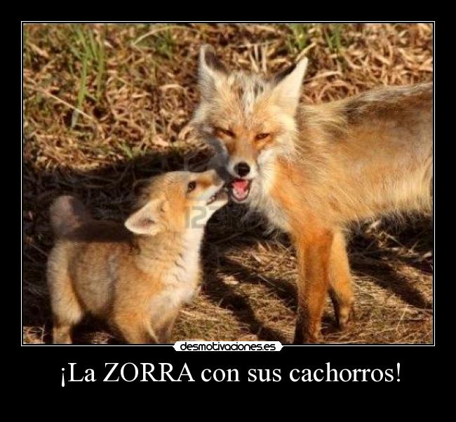¡La ZORRA con sus cachorros! - 