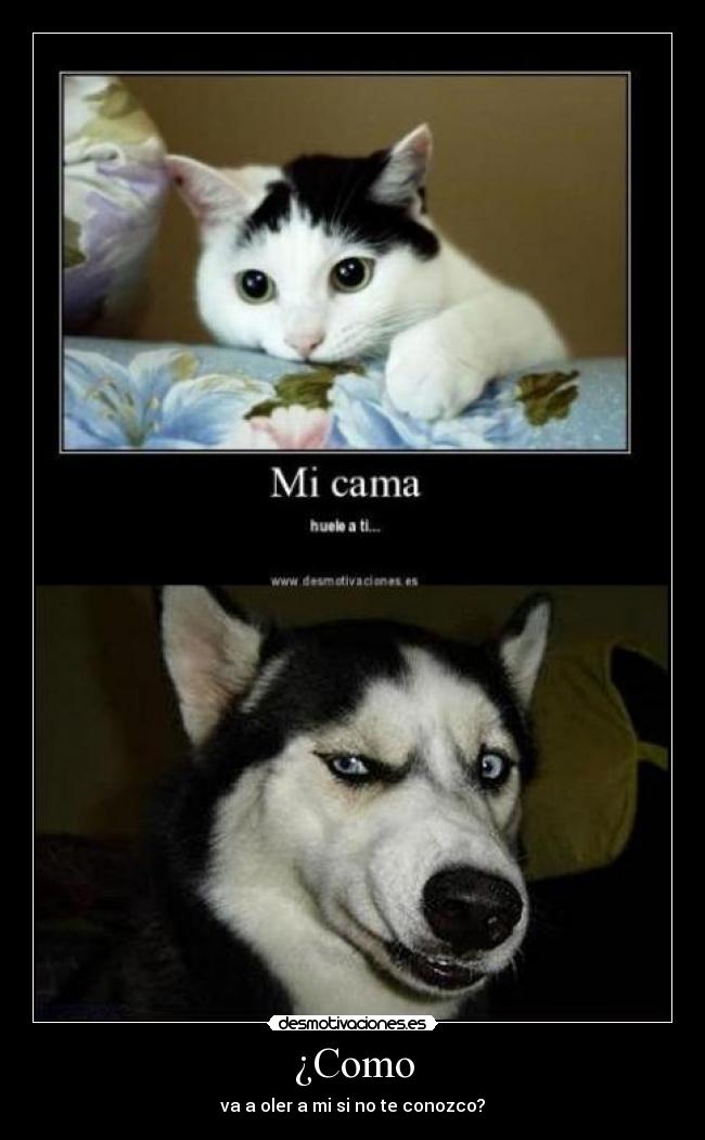 ¿Como - va a oler a mi si no te conozco?