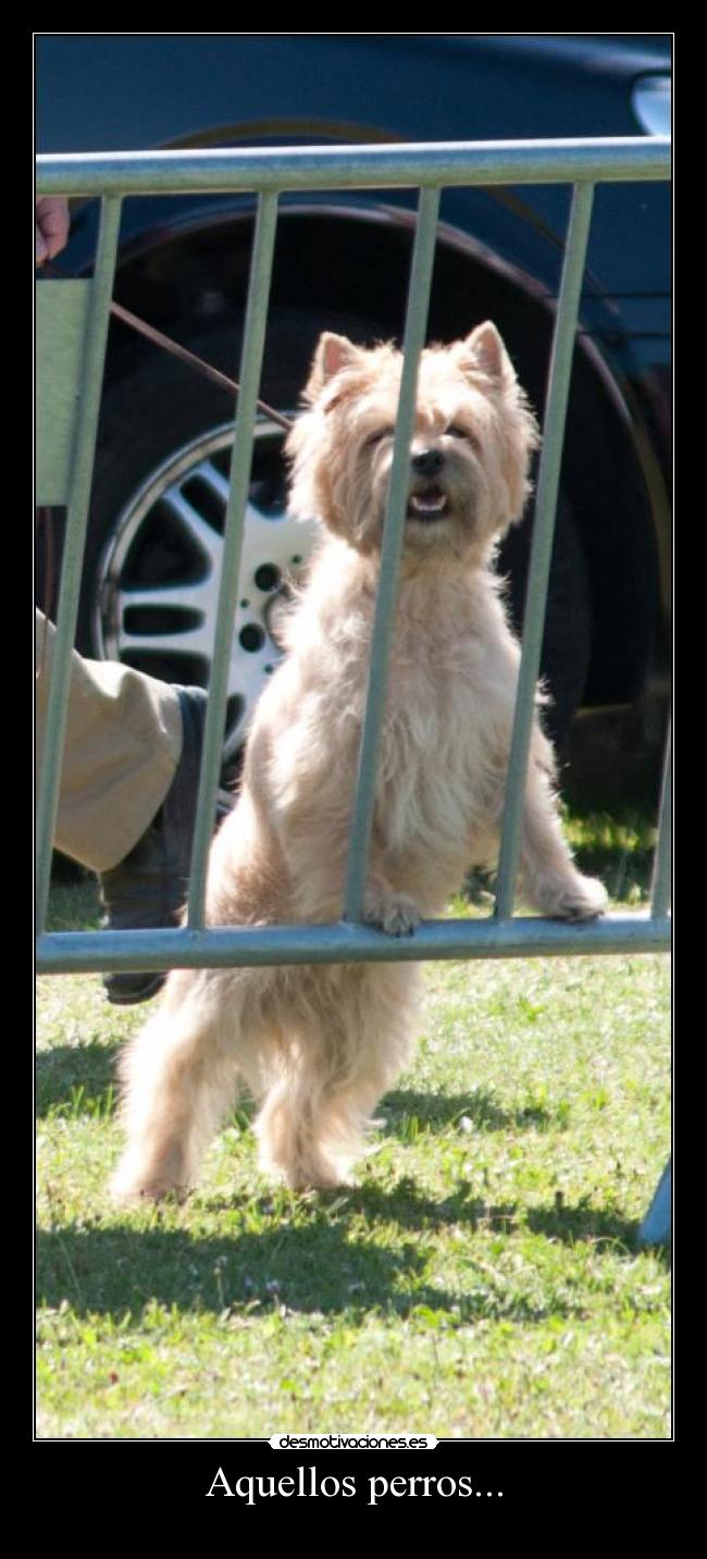 Aquellos perros... - 