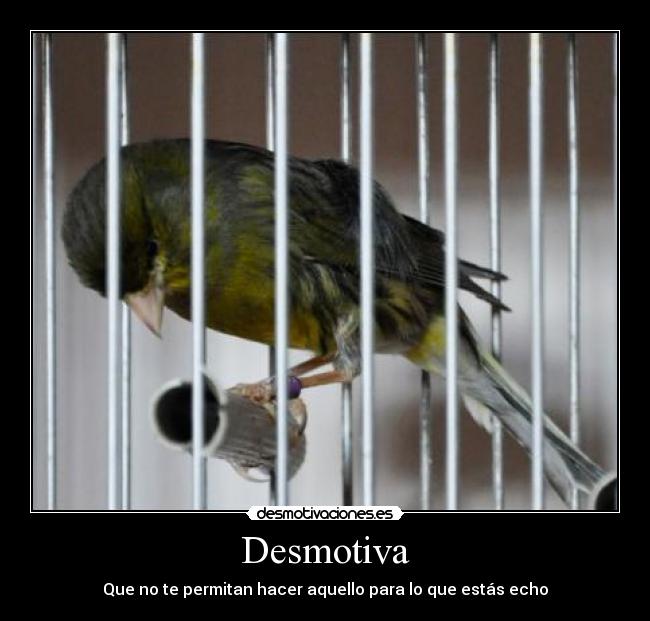 Desmotiva - Que no te permitan hacer aquello para lo que estás echo