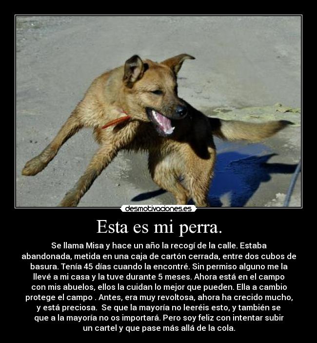 Esta es mi perra. - 