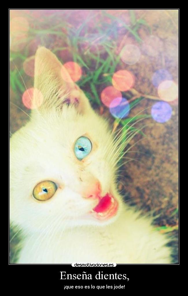Enseña dientes, -