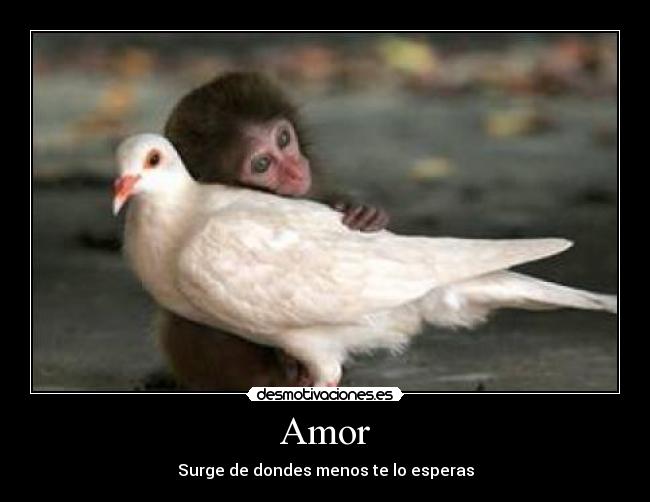 Amor -
