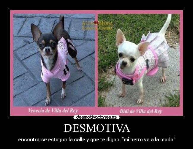 DESMOTIVA - encontrarse esto por la calle y que te digan: mi perro va a la moda