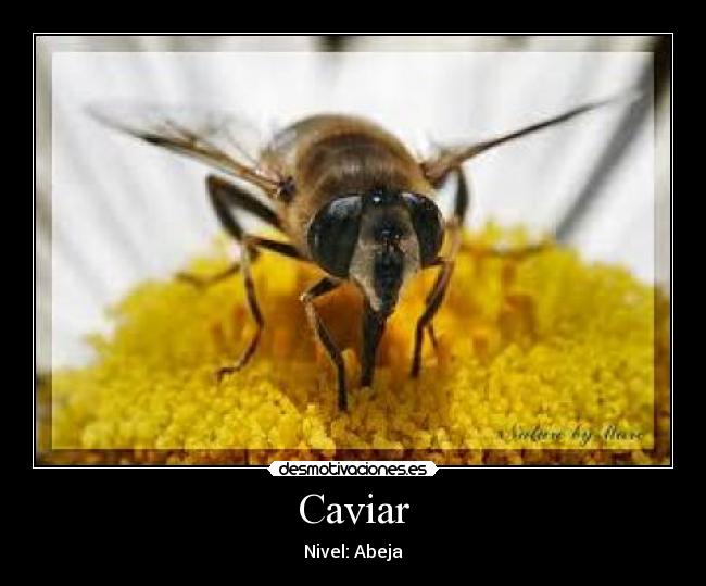 Caviar - Nivel: Abeja