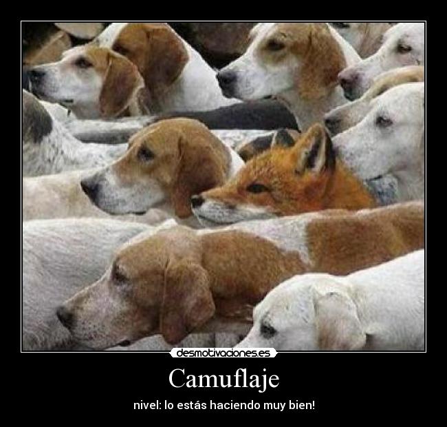 Camuflaje - 