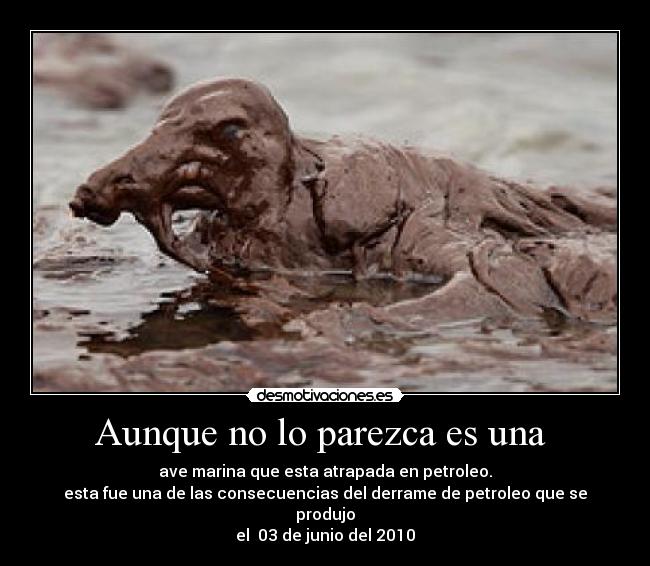 Aunque no lo parezca es una  - ave marina que esta atrapada en petroleo.
esta fue una de las consecuencias del derrame de petroleo que se produjo
el  03 de junio del 2010