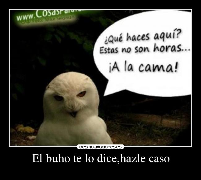 El buho te lo dice,hazle caso -