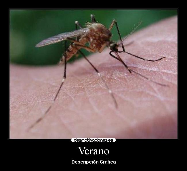 Verano - 