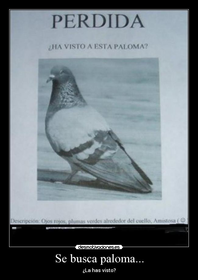 Se busca paloma... -