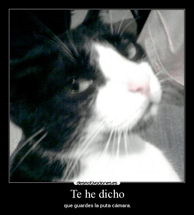 carteles gatoscamara desmotivaciones